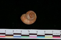 藏品(平瀨大山蝸牛)的圖片